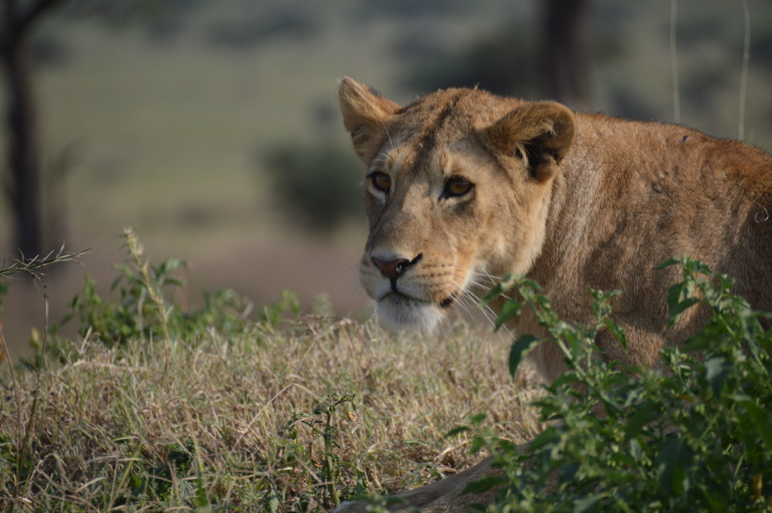 A lioness