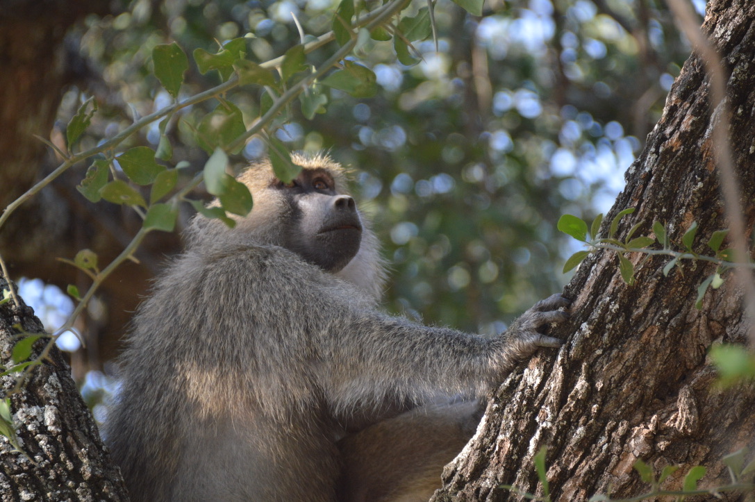 A baboon